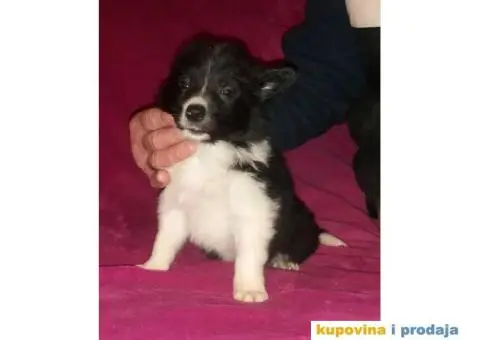 BORDER COLLI, štenad u crno beloj boji I plavoj boji - 10/12