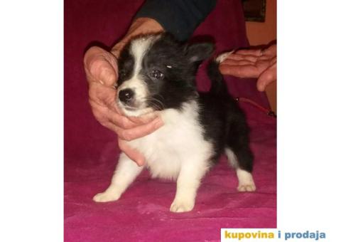 BORDER COLLI, štenad u crno beloj boji I plavoj boji - 11/12