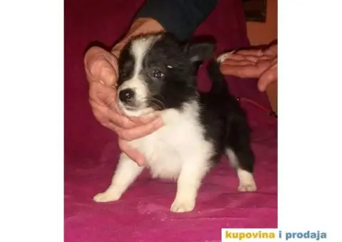 BORDER COLLI, štenad u crno beloj boji I plavoj boji - 11/12