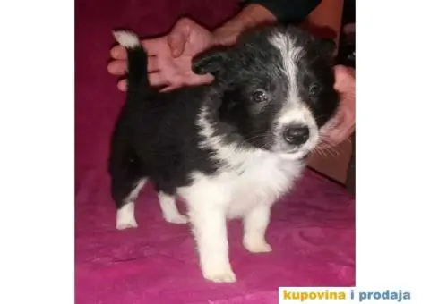 BORDER COLLI, štenad u crno beloj boji I plavoj boji - 12/12