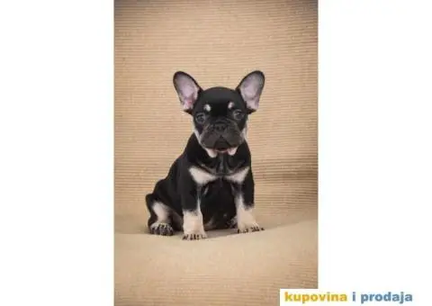 Francuski Buldog Exotic - 1/6