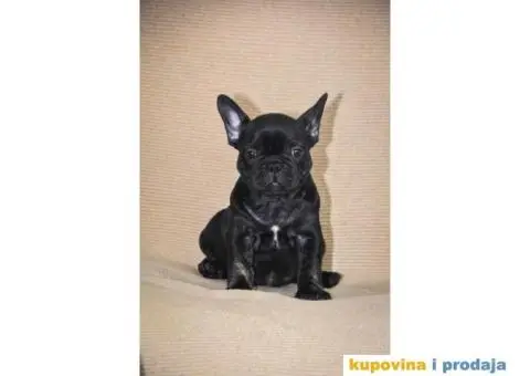Francuski Buldog Exotic - 2/6
