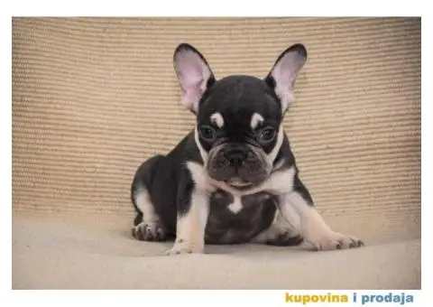 Francuski Buldog Exotic - 3/6