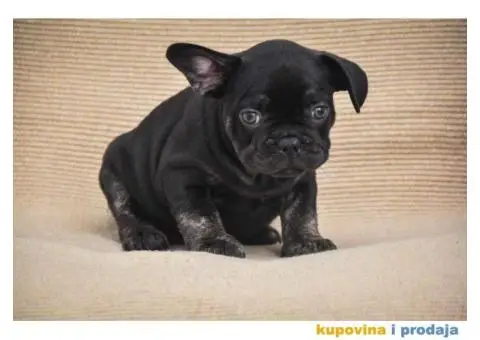 Francuski Buldog Exotic - 4/6