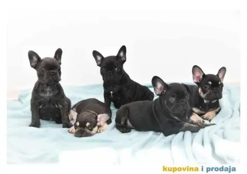 Francuski Buldog Exotic - 5/6