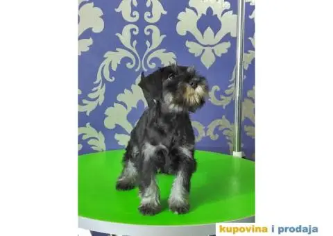 Patuljasti šnaucer štenci TOP KVALITET - 2/10