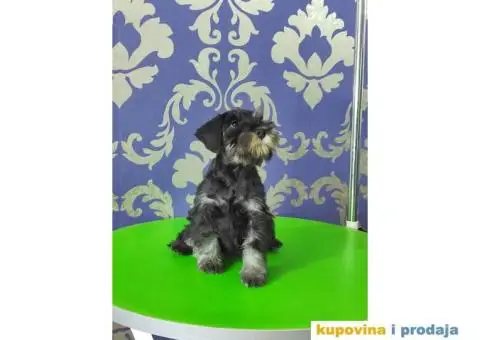 Patuljasti šnaucer štenci TOP KVALITET - 3/10
