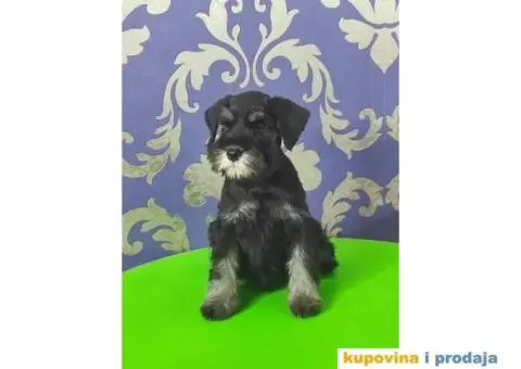 Patuljasti šnaucer štenci TOP KVALITET - 8/10