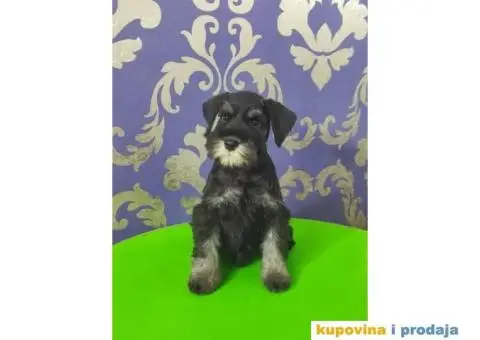 Patuljasti šnaucer štenci TOP KVALITET - 9/10