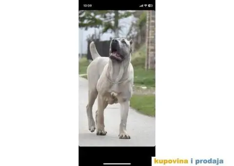 Cane Corso TOP štenci - 1/14