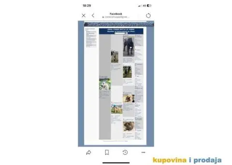 Cane Corso TOP štenci - 2/14