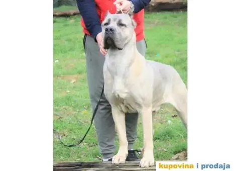 Cane Corso TOP štenci - 3/14