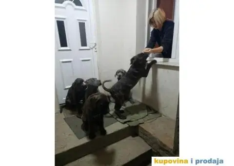 Cane Corso TOP štenci - 4/14