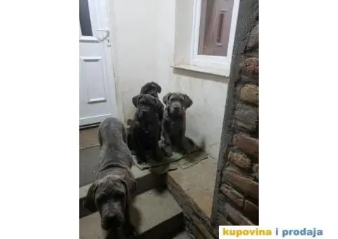 Cane Corso TOP štenci - 6/14