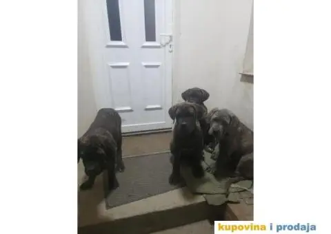 Cane Corso TOP štenci - 7/14