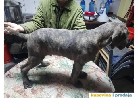 Cane Corso TOP štenci - 8/14