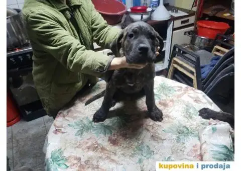 Cane Corso TOP štenci - 9/14