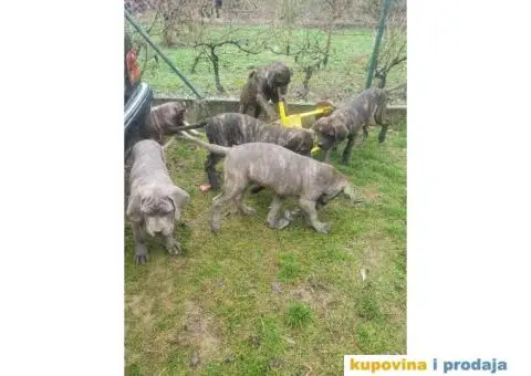 Cane Corso TOP štenci - 10/14