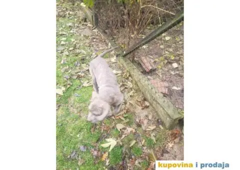 Cane Corso TOP štenci - 11/14