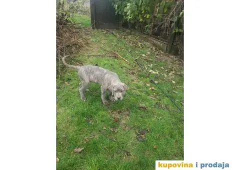 Cane Corso TOP štenci - 12/14