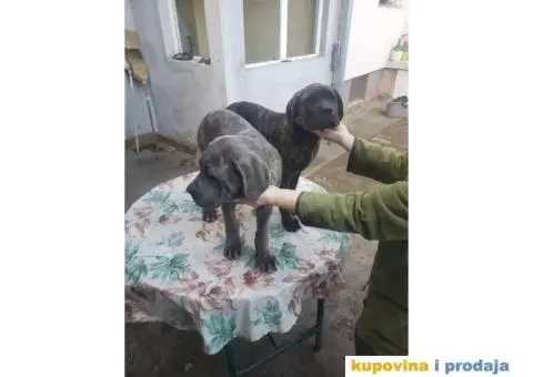 Cane Corso TOP štenci - 13/14
