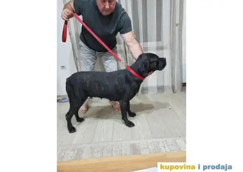 Cane Corso TOP štenci - 14/14