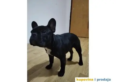 Francuski buldog štenci - 1/3