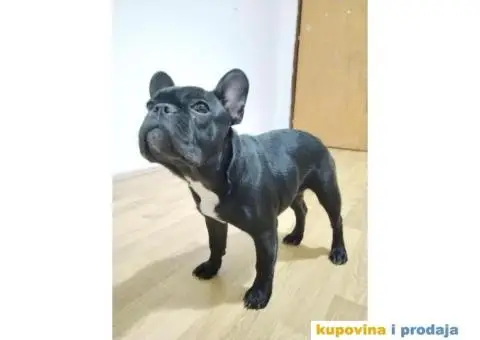 Francuski buldog štenci - 2/3
