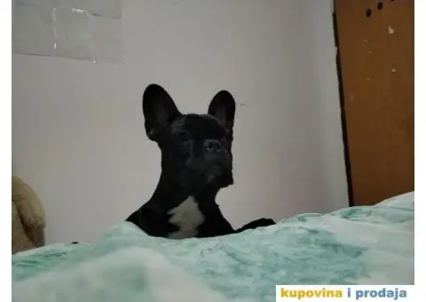 Francuski buldog štenci - 3/3