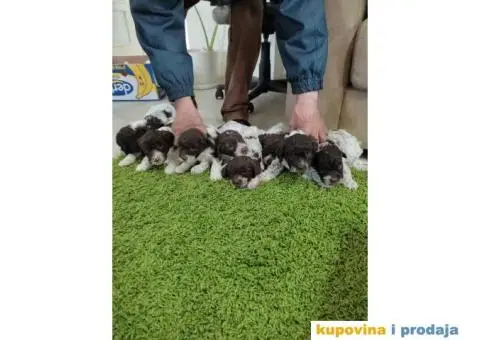 LAGOTO romanjolo štenci - 2/6