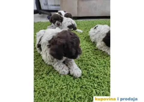 LAGOTO romanjolo štenci - 4/6