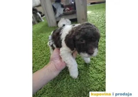 LAGOTO romanjolo štenci - 5/6