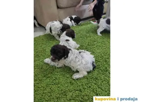 LAGOTO romanjolo štenci - 6/6