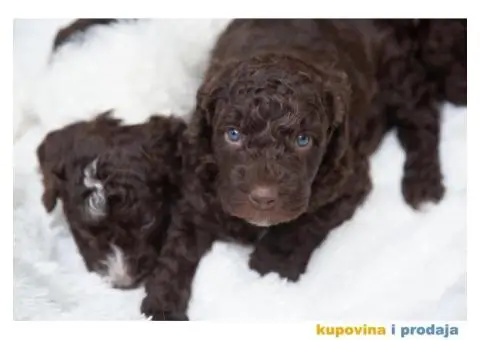 Španski vodeni pas štenci - 1/12
