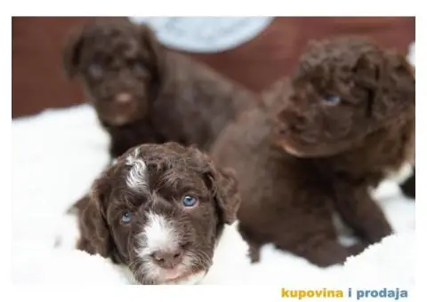 Španski vodeni pas štenci - 2/12