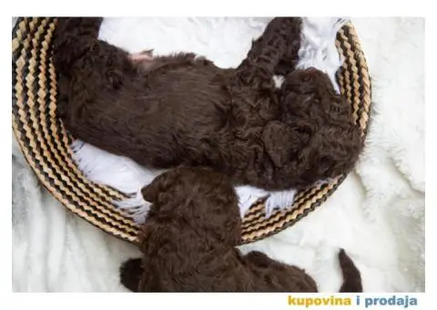 Španski vodeni pas štenci - 3/12