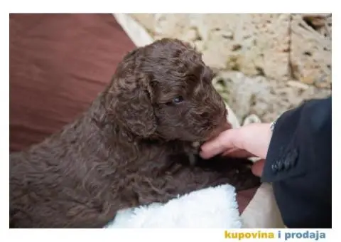 Španski vodeni pas štenci - 4/12