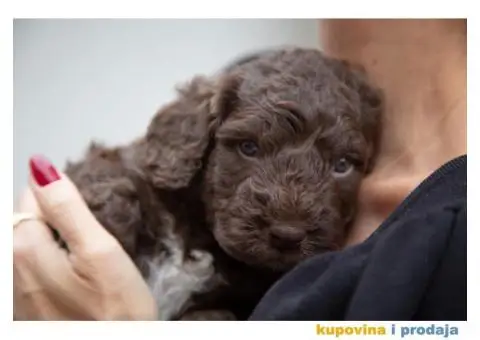 Španski vodeni pas štenci - 6/12