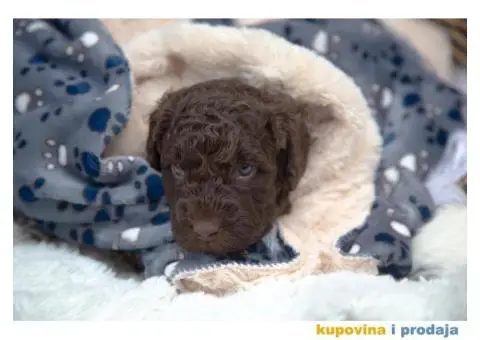 Španski vodeni pas štenci - 7/12