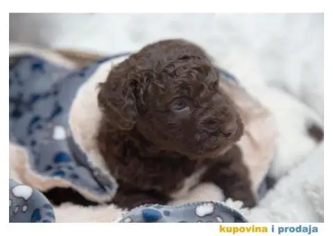 Španski vodeni pas štenci - 9/12