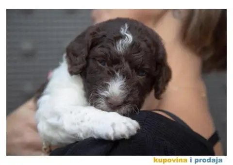Španski vodeni pas štenci - 10/12