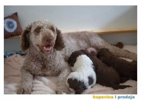 Španski vodeni pas štenci - 12/12