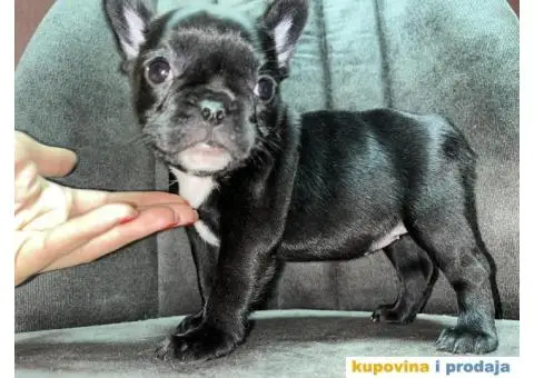 Francuski Buldog - 1/8