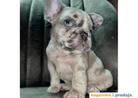 Francuski Buldog - 2/8