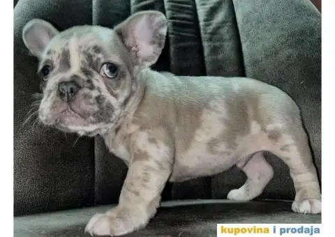 Francuski Buldog - 4/8