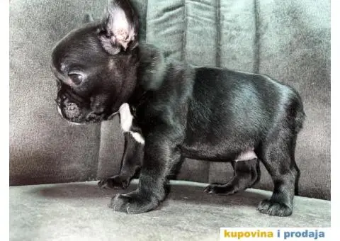 Francuski Buldog - 5/8