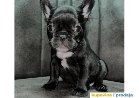 Francuski Buldog - 6/8