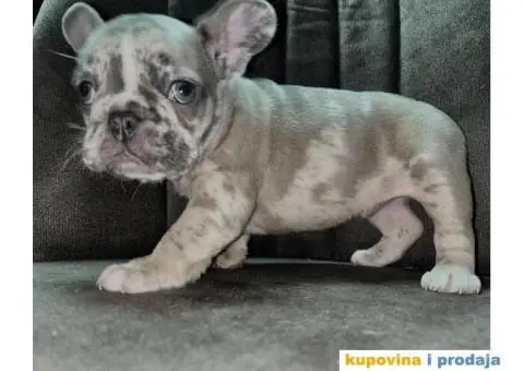 Francuski Buldog - 7/8