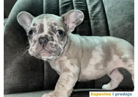 Francuski Buldog - 8/8