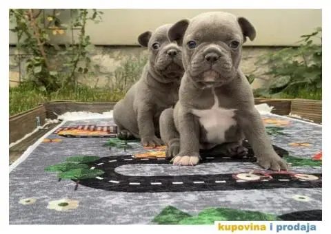 Francuski Buldog Exotic - 1/8